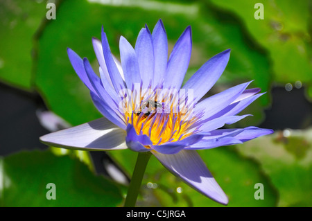 Api su una stella blu acqua giglio al Sir Seewoosagur Ramgoolam Giardino Botanico Pamplemousses, Mauritius. Foto Stock