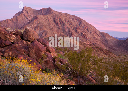 Fiori selvaggi e Indian Head mountain, Anza-Borrego Desert State Park, California. Foto Stock