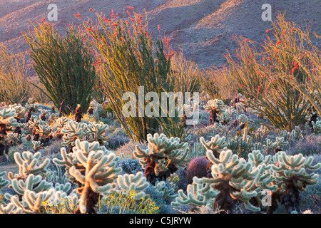 Il giardino dei cactus, Anza-Borrego Desert State Park, California. Foto Stock