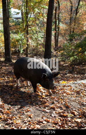 Un intervallo libero Berkshire pig a piedi attraverso una zona boschiva a granai in pietra in Pocantico Hills, New York, Stati Uniti d'America. Foto Stock