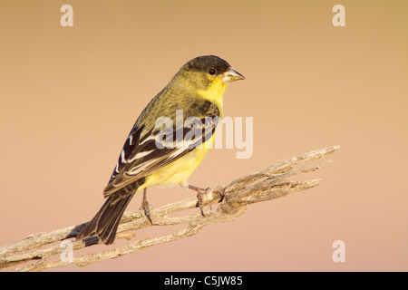 Minor cardellino, vicino alla fontana colline e ad est di Phoenix, Arizona. Foto Stock