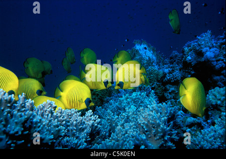 Scuola di Butterflyfish mascherato, Chaetodon semilarvatus, Mar Rosso, Egitto Foto Stock