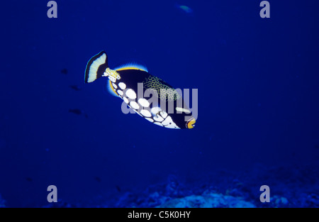 Il pagliaccio pesci balestra (Balistoides conspicillum) a New Drop-off (West Ngemelis parete), Palau, Stati Federati di Micronesia Foto Stock