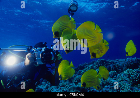 Sommozzatore fotografare Golden (mascherata) butterflyfish (Chaetodon semilarvatus), Elphinstone Reef, Mar Rosso, Egitto Foto Stock