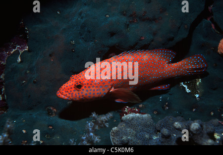 Coral hind, Cephalopholis miniata, a Elphinstone Reef, Mar Rosso, Egitto Foto Stock