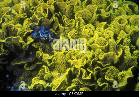 Maxima clam (Tridacna maxima) in giallo corallo lattuga (Turbinaria mesenterina), Panorama Reef (Abu Alama), Mar Rosso, Egitto Foto Stock