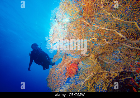 Mare gorgonia ventola, Subergorgia mollis, con scuba diver in background, Mar Rosso, Egitto Foto Stock