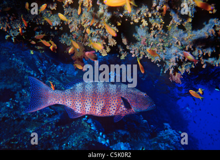 Stoppino coral raggruppatore, Plectropomus pessuliferus marisrubri (), con Scalefin, Anthias anthias squamipinnis, Mar Rosso, Egitto Foto Stock