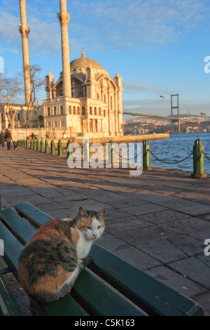 Gatto su un banco e Buyuk Mecidiye Moschea Ortakoy, sul Bosforo, Istanbul, Turchia Foto Stock