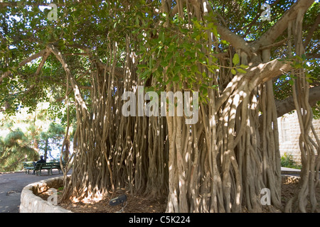 Banyan Tree rami nel campus della Università americana di Beirut, Libano Foto Stock