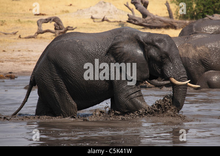 Un elefante africano (Loxodonta africana) schizzi durante un bagno in un fangoso waterhole nel Parco Nazionale di Hwange, Zimbabwe. Foto Stock