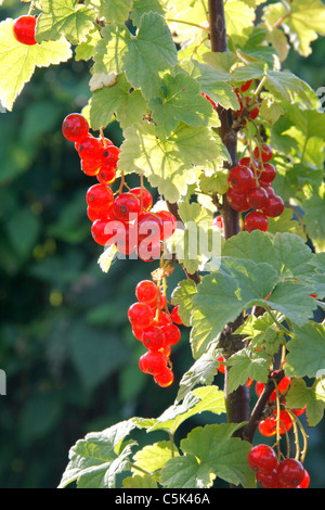 Ribes rosso maturando in una boccola di ribes (Ribes rubrum). Foto Stock