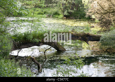 Il lago del parco di Traquair House, Orpington, Peeblesshire Scotland Regno Unito Foto Stock