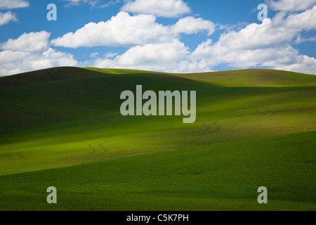 Landscape in the Palouse agricultural area of eastern Washington state, USA Foto Stock
