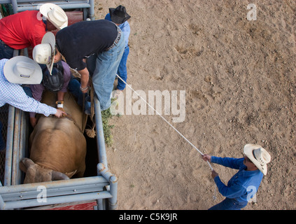 Il cowboy si prepara a cavalcare un strappi bull. Foto Stock