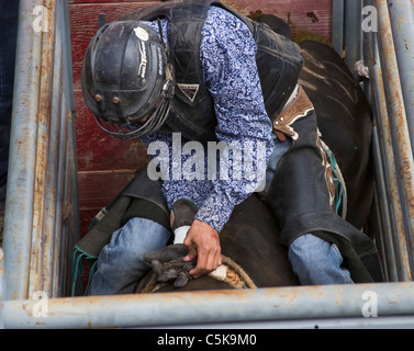 Il cowboy si prepara a cavalcare un cavallo selvaggio. Foto Stock