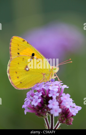 Offuscato Giallo farfalla; Colias croceus; su verbena fiore Foto Stock