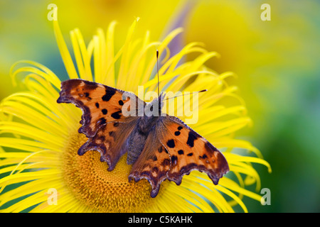 Virgola Butterfly; Polygonia c-album; su inula fiore; Cornovaglia Foto Stock