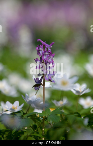 Hollowroot / Bird-in-un-boccola / fumewort (Corydalis cava) e legno di anemoni (Anemone nemorosa ,) fioritura in foresta Foto Stock