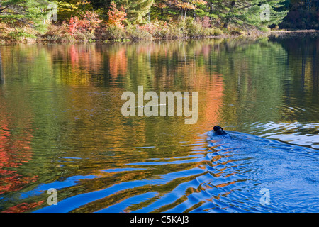 Cane nuota nel New England pond. Foto Stock