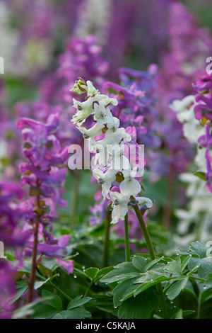 Hollowroot / bird-in-un-boccola / fumewort (Corydalis cava) fioritura nella foresta in primavera, Germania Foto Stock