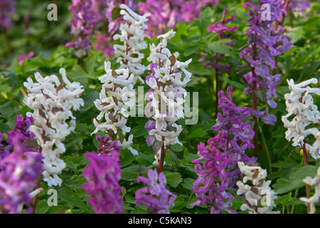 Hollowroot / bird-in-un-boccola / fumewort (Corydalis cava) fioritura nella foresta in primavera, Germania Foto Stock