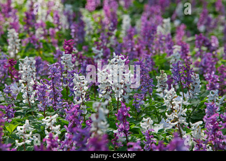 Hollowroot / bird-in-un-boccola / fumewort (Corydalis cava) fioritura nella foresta in primavera, Germania Foto Stock