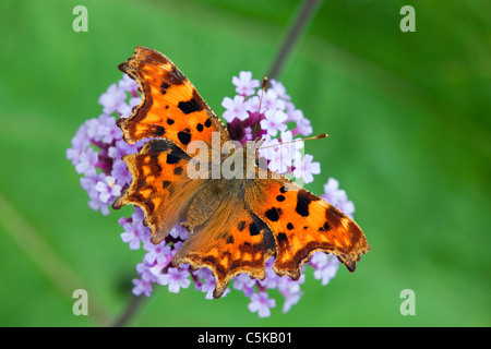 Virgola Butterfly; Polygonia c-album; sul fiore; Cornovaglia Foto Stock