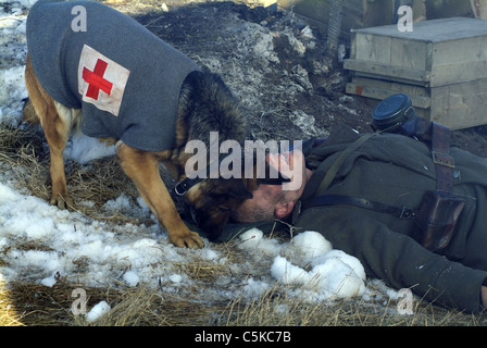 Ricerca di rin tin tin Anno : 2007 USA Direttore: Danny Lerner Foto Stock