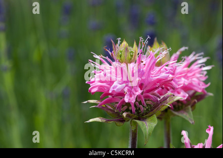 Il bergamotto Monarda 'Petite delizia' Fiore. Beebalm 'Petite delizia' in un giardino inglese. Regno Unito Foto Stock