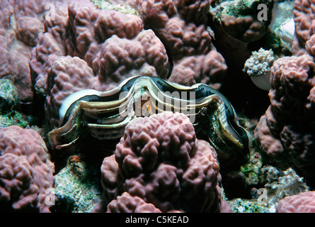 Una piccola vongola gigante (Tridacna maxima) immerso in un letto di corallo. Egitto, Mar Rosso Foto Stock