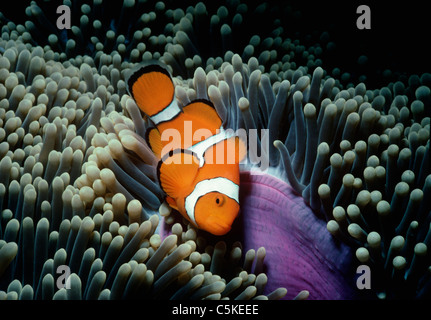 Ocellaris Clownfish (Amphiprion Ocellaris), nasconde nella protezione di un anemone marittimo della tenda. Papua Nuova Guinea, Oceano Pacifico Foto Stock