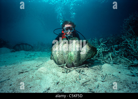 Diver esaminando un gigante scanalati (Valve Tridacna squamosa) su una barriera corallina. Palau, Micronesia - Oceano Pacifico Foto Stock