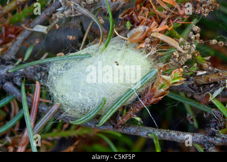 Cocoon dell'tussock Moth, Foto Stock