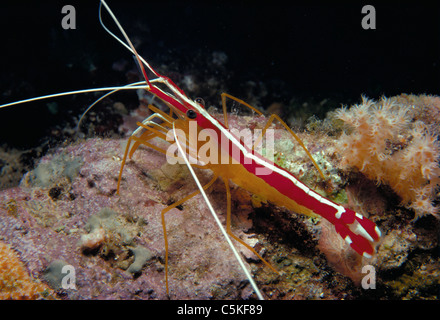 Bianco pulitore a bande (gamberetti Lysmata amboinensis) sulla barriera corallina. Egitto, Mar Rosso Foto Stock