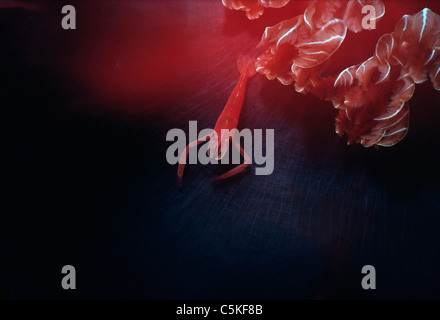 In relazione simbiotica commensali imperatore (gamberetti Periclimenes imperator) vive dentro le branchie di un ballerino spagnolo Nudibranch. Mar Rosso Foto Stock