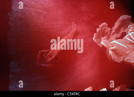 In relazione simbiotica commensali imperatore (gamberetti Periclimenes imperator) vive dentro le branchie di un ballerino spagnolo Nudibranch. Mar Rosso Foto Stock