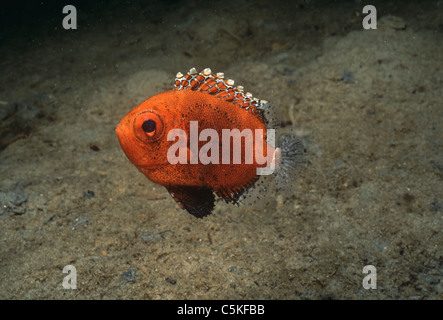 A breve il novellame di tonno obeso Pesce (Pristigenys alta) appoggia vicino oceano pavimento in Hodgekin's Cove, Gloucester, MA - Oceano Atlantico Foto Stock