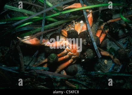 Acadian Paguri (Pagurus acadiuanus) morti che assorbe i granchi. Massachusetts, Stati Uniti, Oceano Atlantico Foto Stock