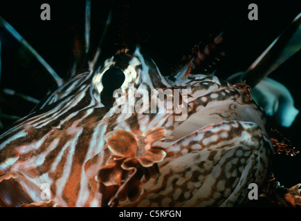 Velenoso rosso fuoco leone (pterois volitans). Egitto, Mar Rosso Foto Stock