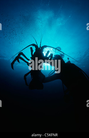 Sommozzatore tenendo un gigante California Aragosta (Palinuridae) in una foresta di Kelp (Macrocystis pyrifera). Southern California, Stati Uniti d'America Foto Stock