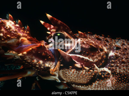 Close-up di un occhio di aragosta (Palinuridae). Isola di Ustica, Italia, Mare Mediterraneo Foto Stock