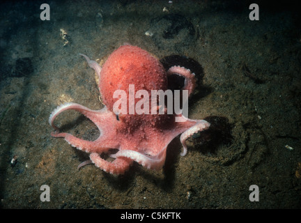 Atlantico comune Polpo (Octopus vulgaris) esplorare lungo il fondo dell'oceano. La Nuova Inghilterra, Stati Uniti d'America - Oceano Atlantico settentrionale Foto Stock