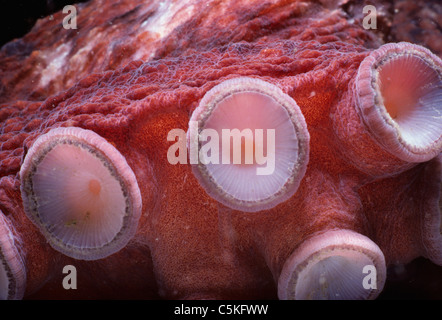 Ventose sui bracci di un gigante del Pacifico (Octopus Enteroctopus dofleini). La British Columbia, Canada - Oceano Pacifico settentrionale Foto Stock