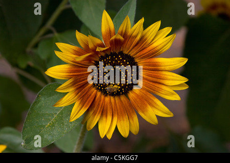 Close-up di honeybee sul collegamento daisy Foto Stock