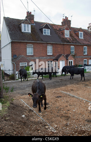 Vacche alimentazione sulle siepi a Hungerford Berkshire REGNO UNITO Foto Stock