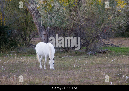 White Horse lambisce in Prato Foto Stock