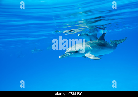 Macchiato atlantico delfini Stenella frontalis Atlantischer Fleckendelfin, Bimini, Bahamas, selvatici, subacquea Foto Stock