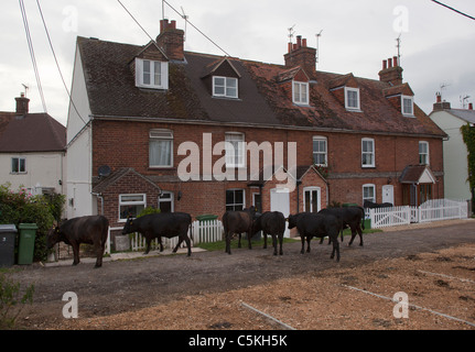 Vacche alimentazione sulle siepi a Hungerford Berkshire REGNO UNITO Foto Stock