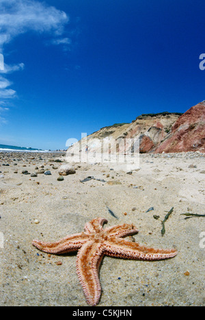 Starfish di scogliere, Gay-testa, MA Foto Stock